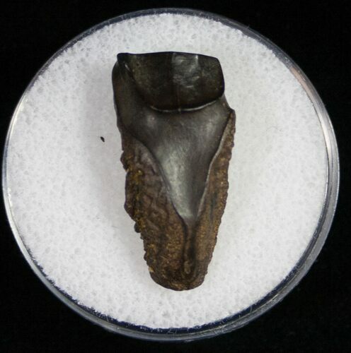 Triceratops Shed Tooth - Montana #10398